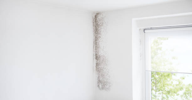 Best Mold Odor Removal Services  in Head Of The Harbor, NY
